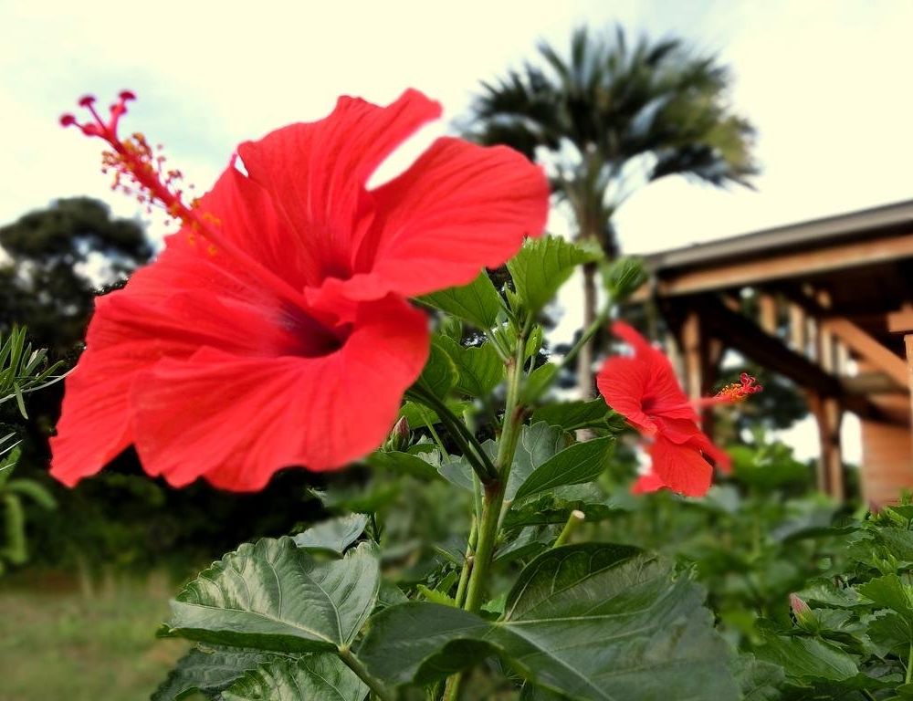 Outdoor Pictures 17