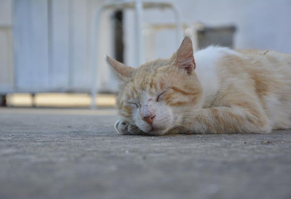 Outdoor Pictures 12