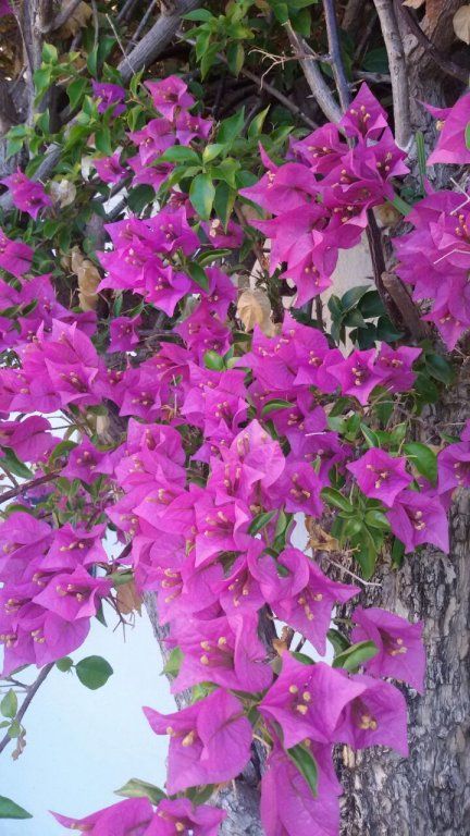 Outdoor Pictures 16