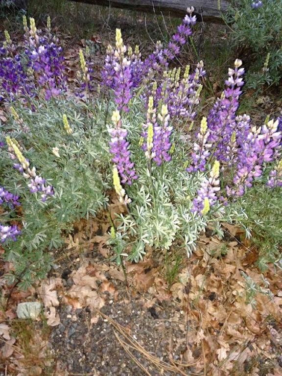 Outdoor Pictures 19