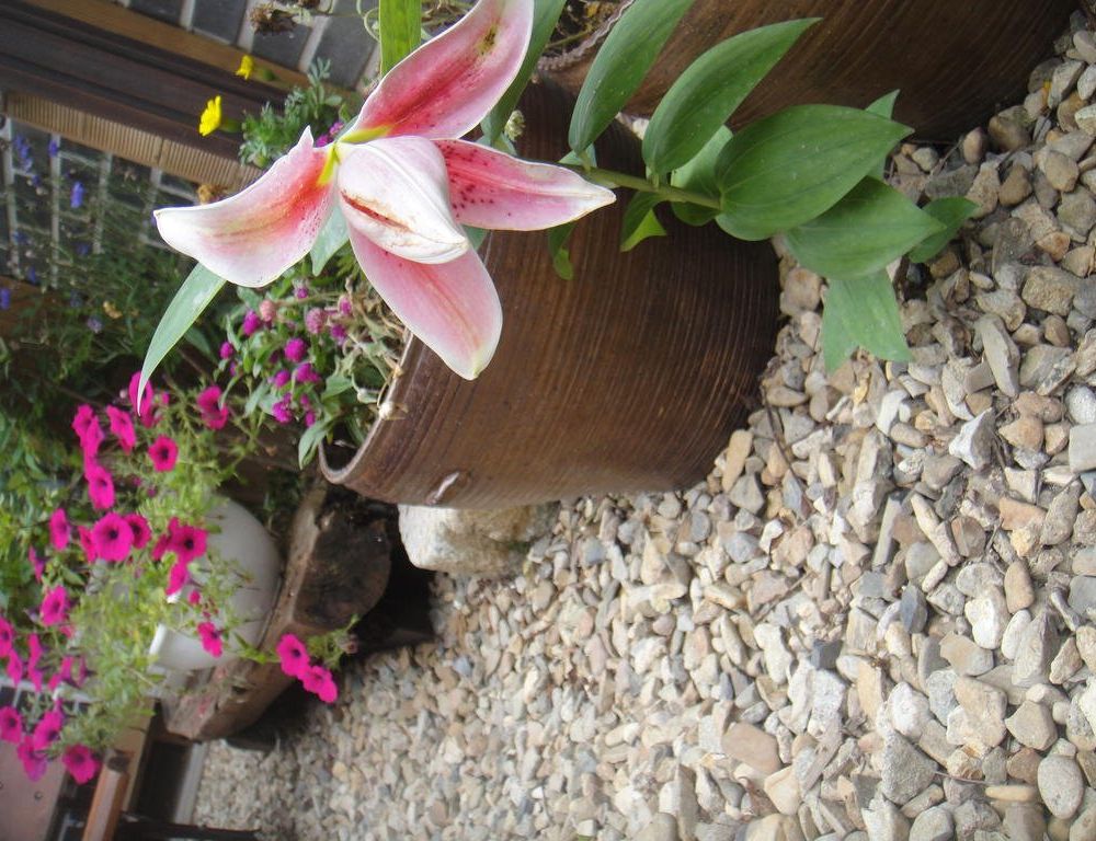Outdoor Pictures 15
