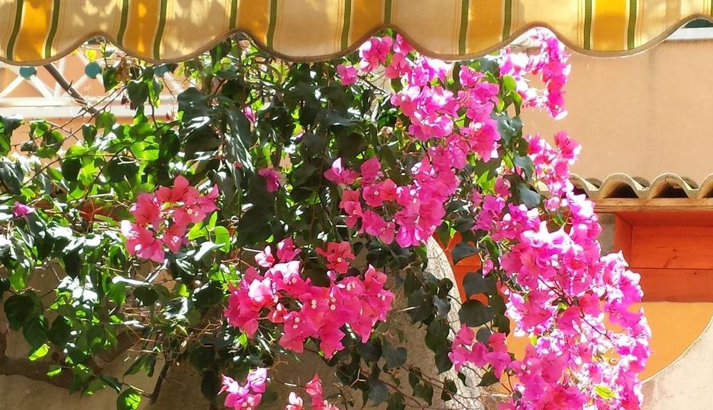 Outdoor Pictures 8