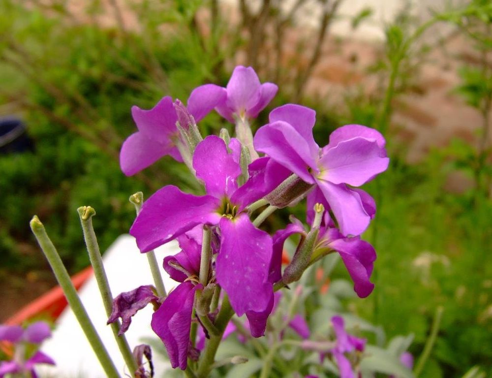 Outdoor Pictures 16