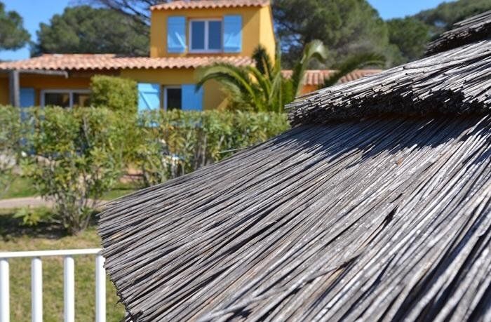 Palmiers de Palombaggia