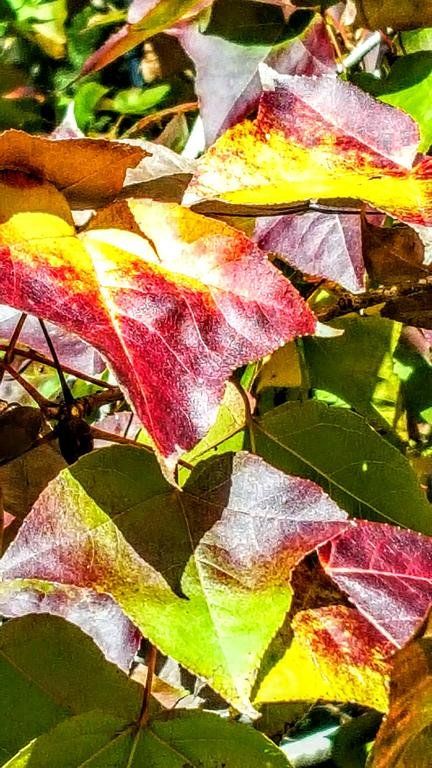 Outdoor Pictures 19