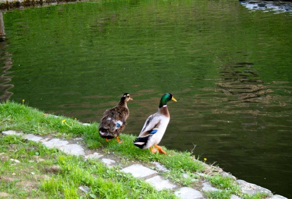 Outdoor Pictures 9