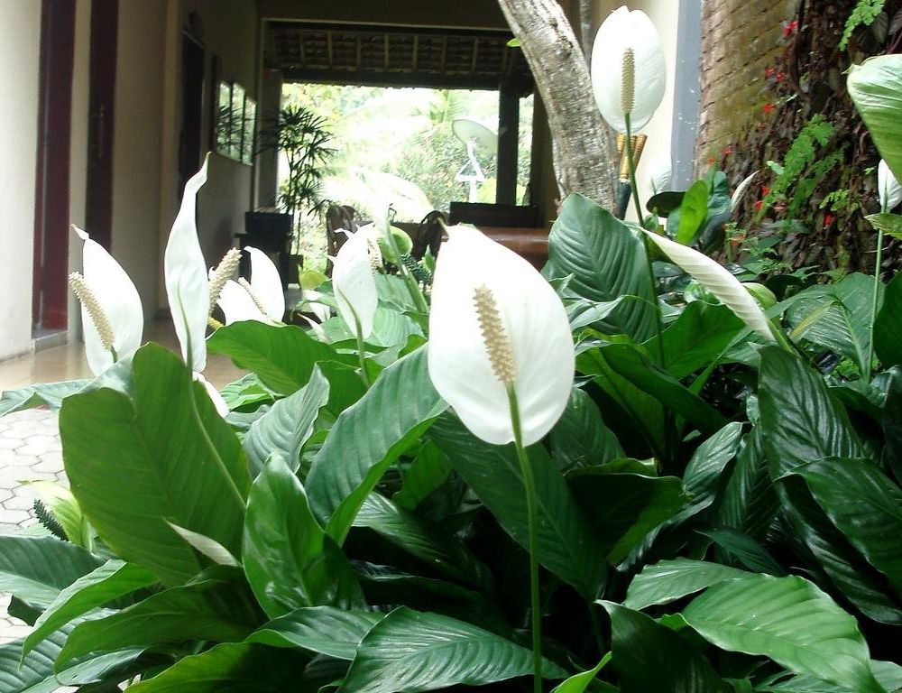 Outdoor Pictures 22