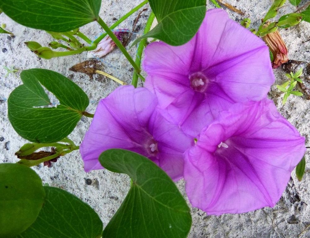 Outdoor Pictures 20