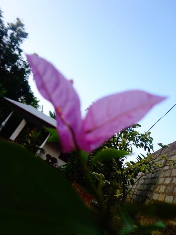 Outdoor Pictures 19