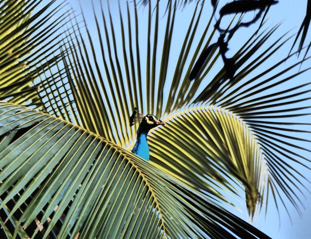 Outdoor Pictures 18