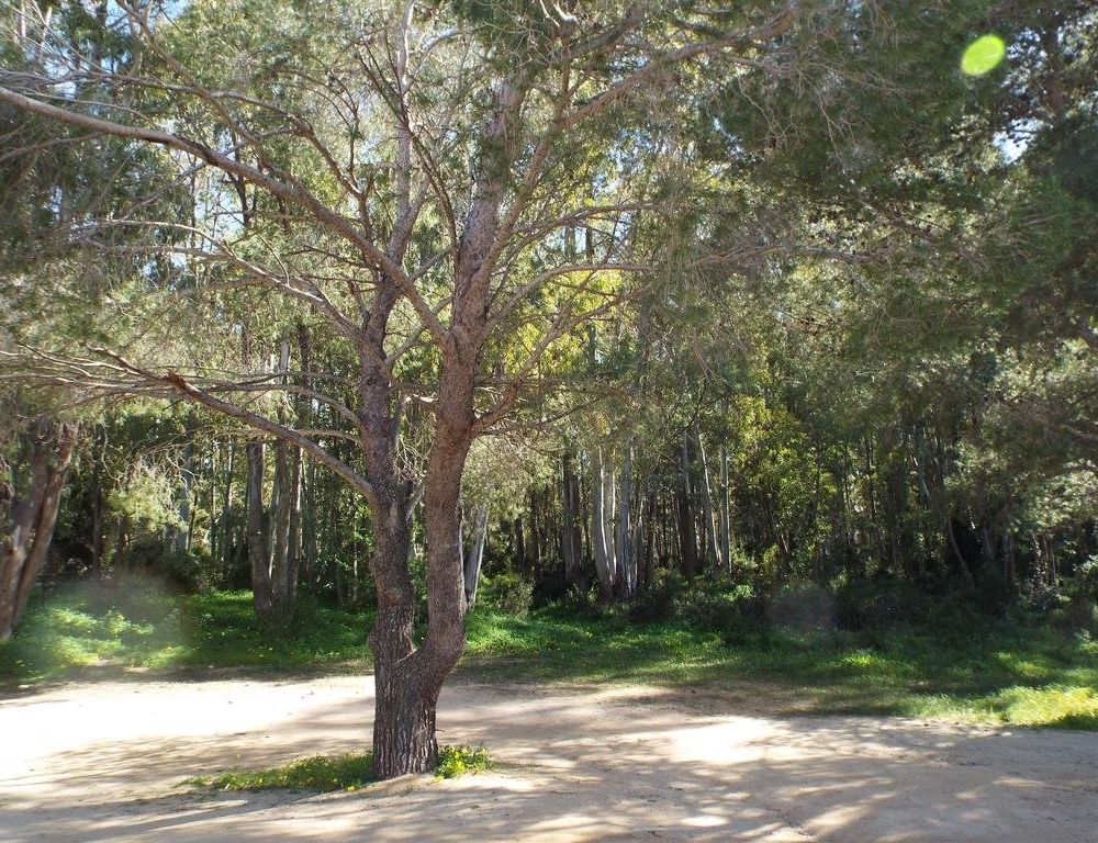 Outdoor Pictures 10