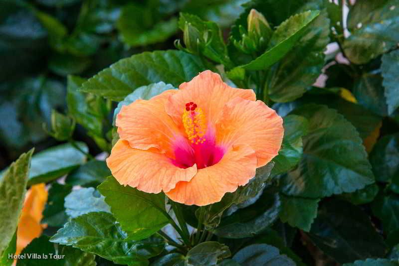 Outdoor Pictures 21