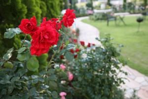 Outdoor Pictures 6