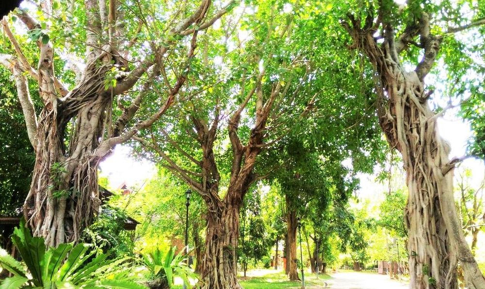 Outdoor Pictures 15