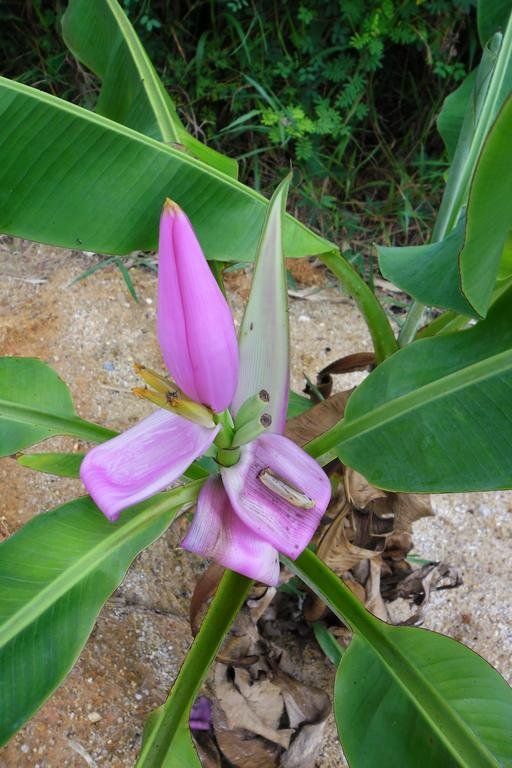 Outdoor Pictures 19