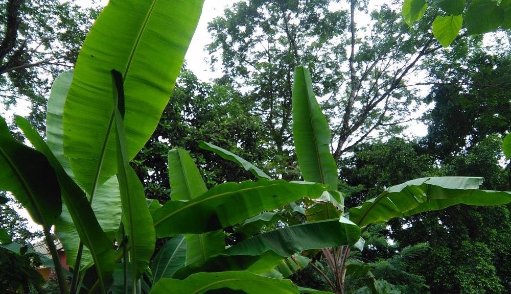 Outdoor Pictures 17