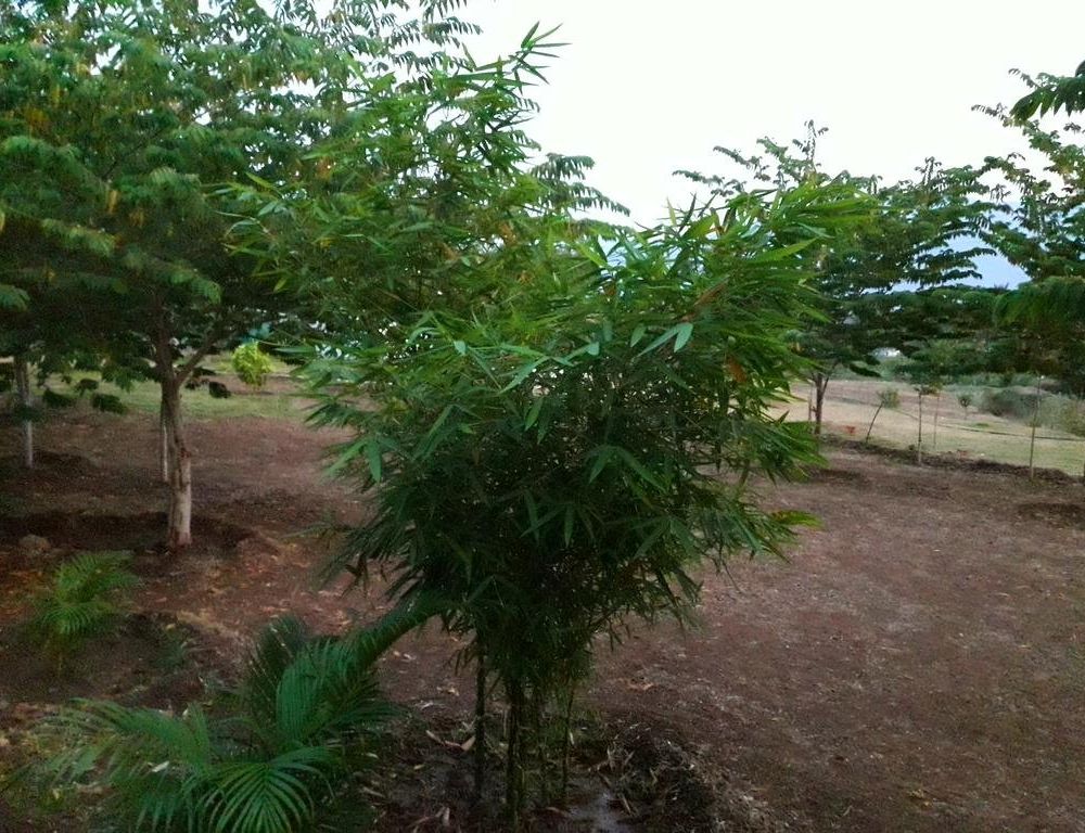 Outdoor Pictures 22
