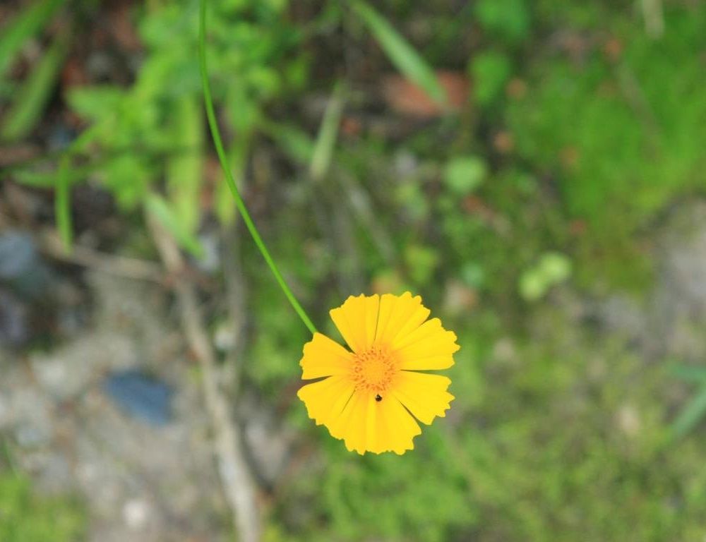 Outdoor Pictures 17