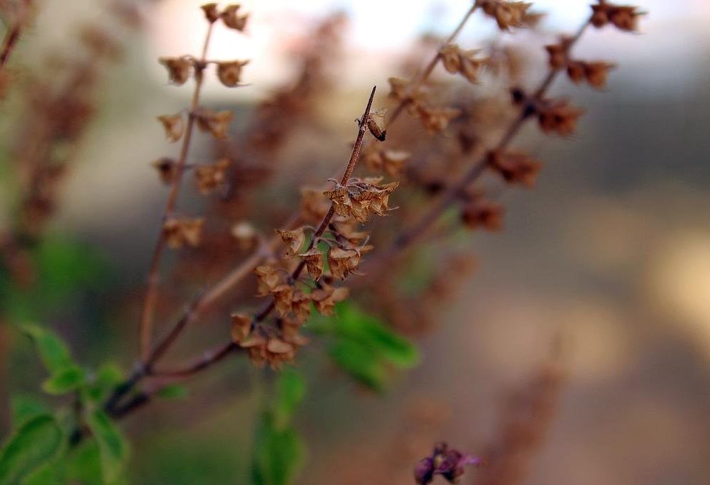 Outdoor Pictures 15
