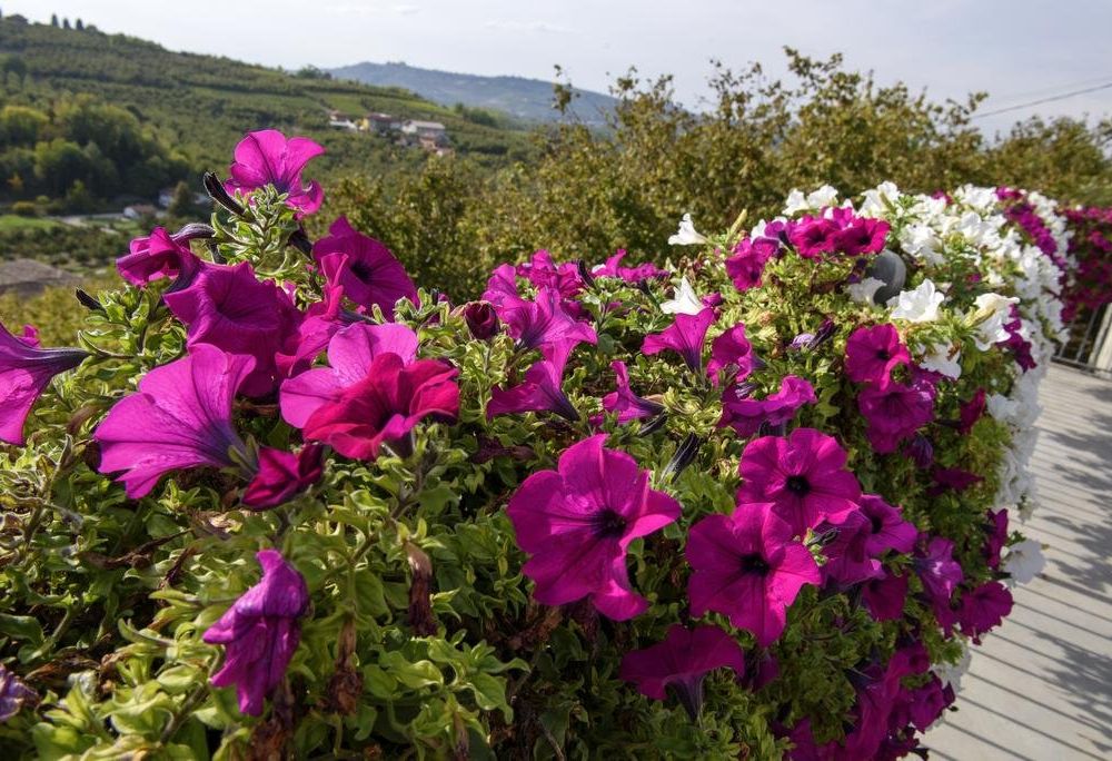 Outdoor Pictures 20