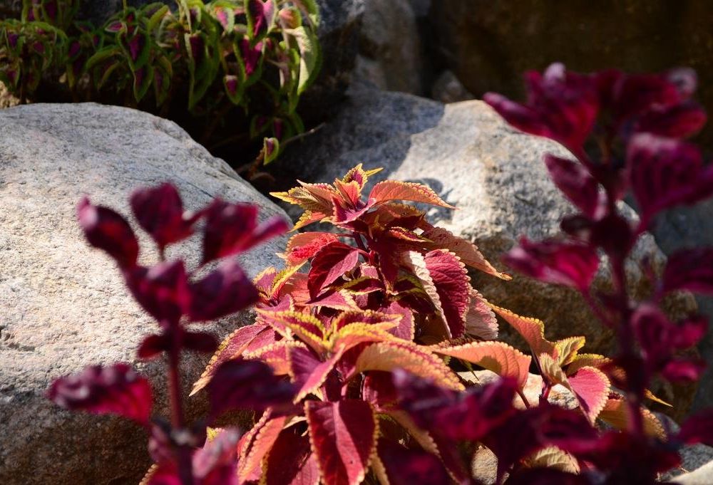 Outdoor Pictures 7