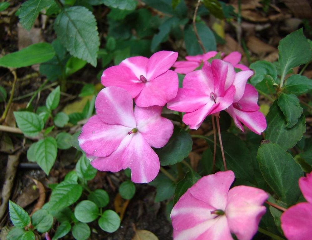 Outdoor Pictures 14