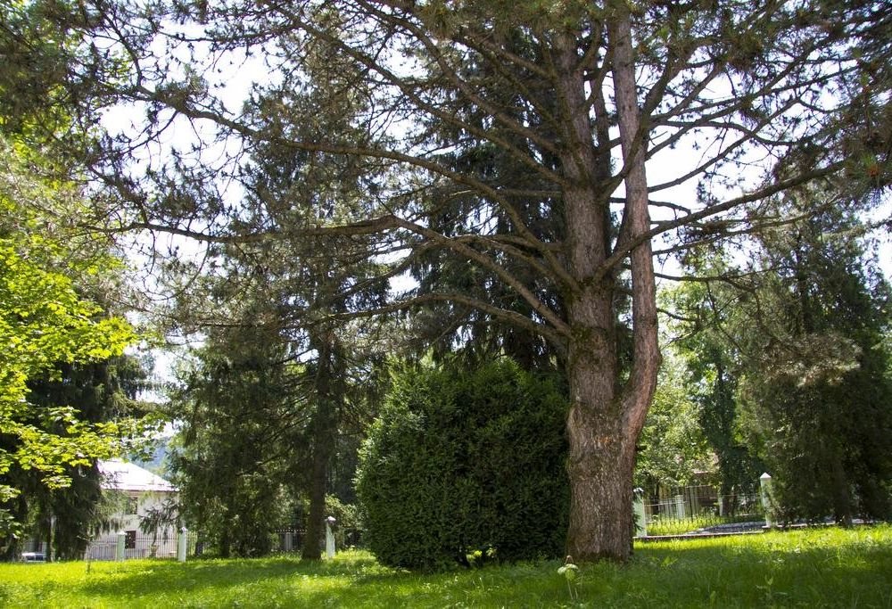 Outdoor Pictures 23