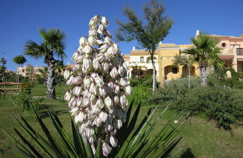 Villa in Zahara de los Atunes with pool in peak season