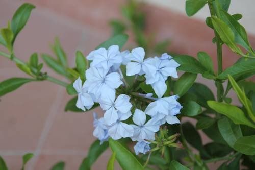 Outdoor Pictures 15