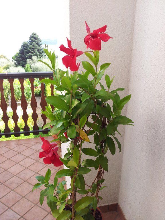 Outdoor Pictures 12
