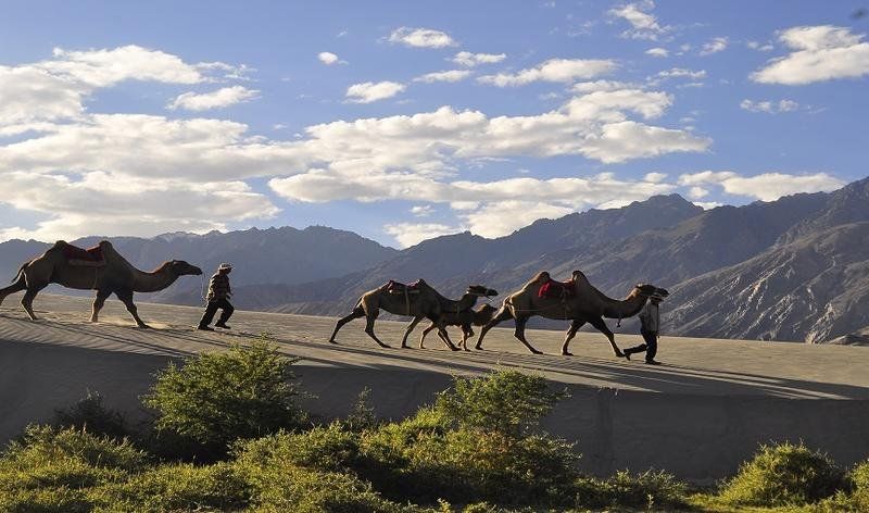 TIH Nubra Leisure Camp - Hunder