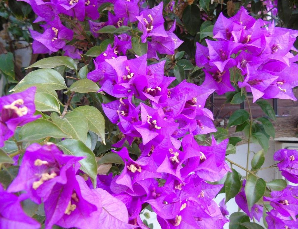 Outdoor Pictures 17