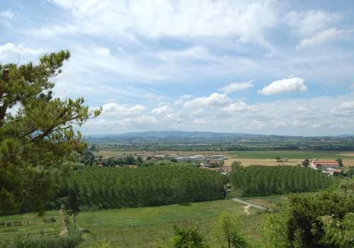 Alica La Canonica