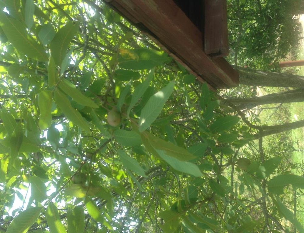 Outdoor Pictures 6