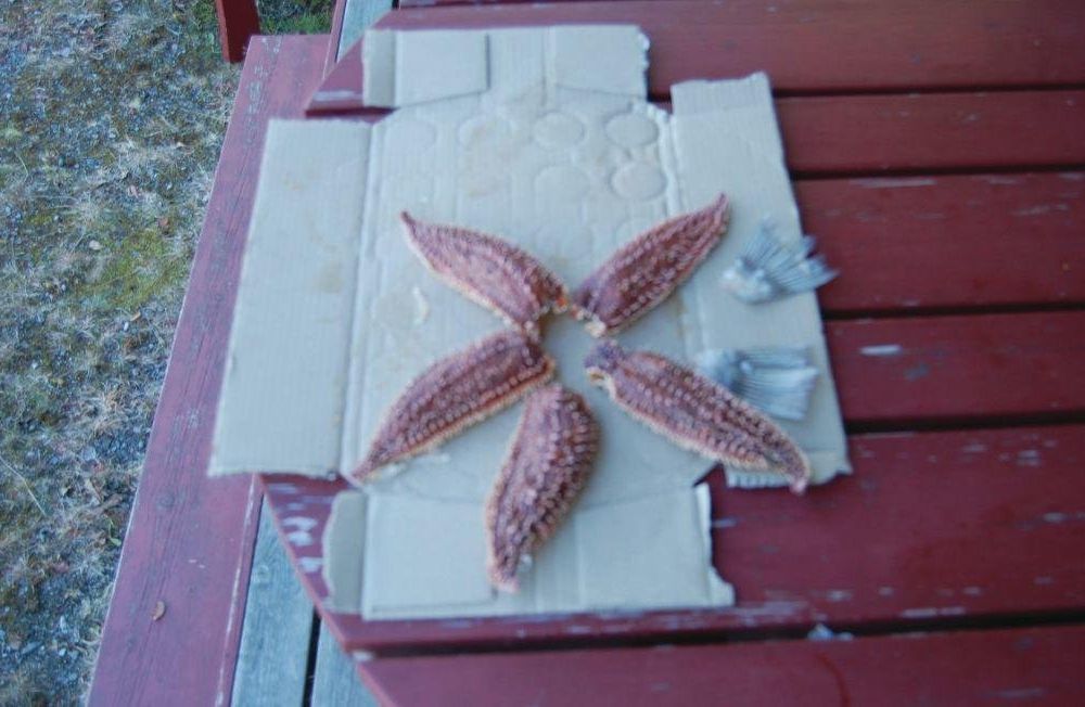 Outdoor Pictures 1