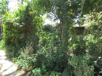 Outdoor Pictures 22