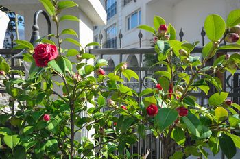 Outdoor Pictures 20