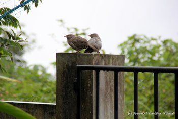 Outdoor Pictures 23