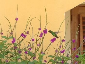 Outdoor Pictures 16