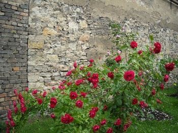 Outdoor Pictures 21