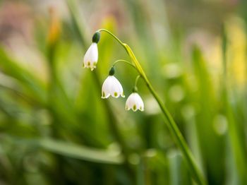 Outdoor Pictures 21