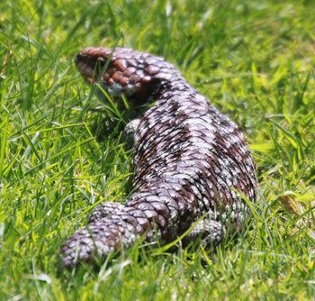 Outdoor Pictures 10