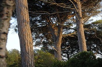 Outdoor Pictures 17