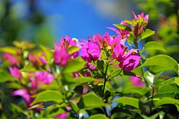 Outdoor Pictures 16