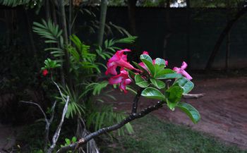 Outdoor Pictures 23