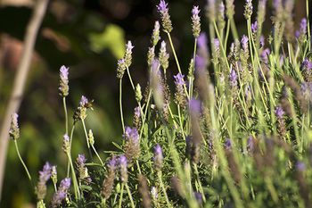 Outdoor Pictures 21