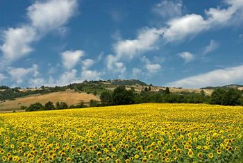 Outdoor Pictures 21