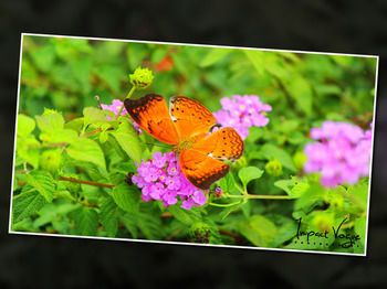 Outdoor Pictures 15