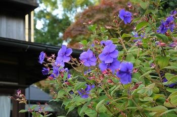 Outdoor Pictures 20