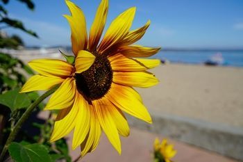 Outdoor Pictures 19